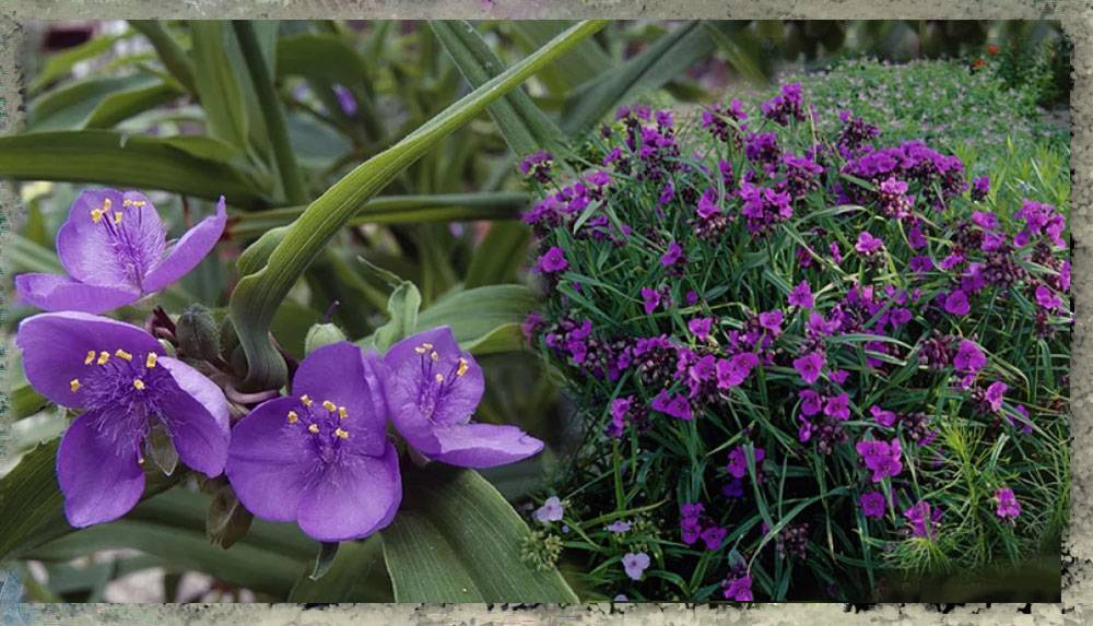Традесканция – одно из самых распространённых комнатных растений. | floravdome.ru