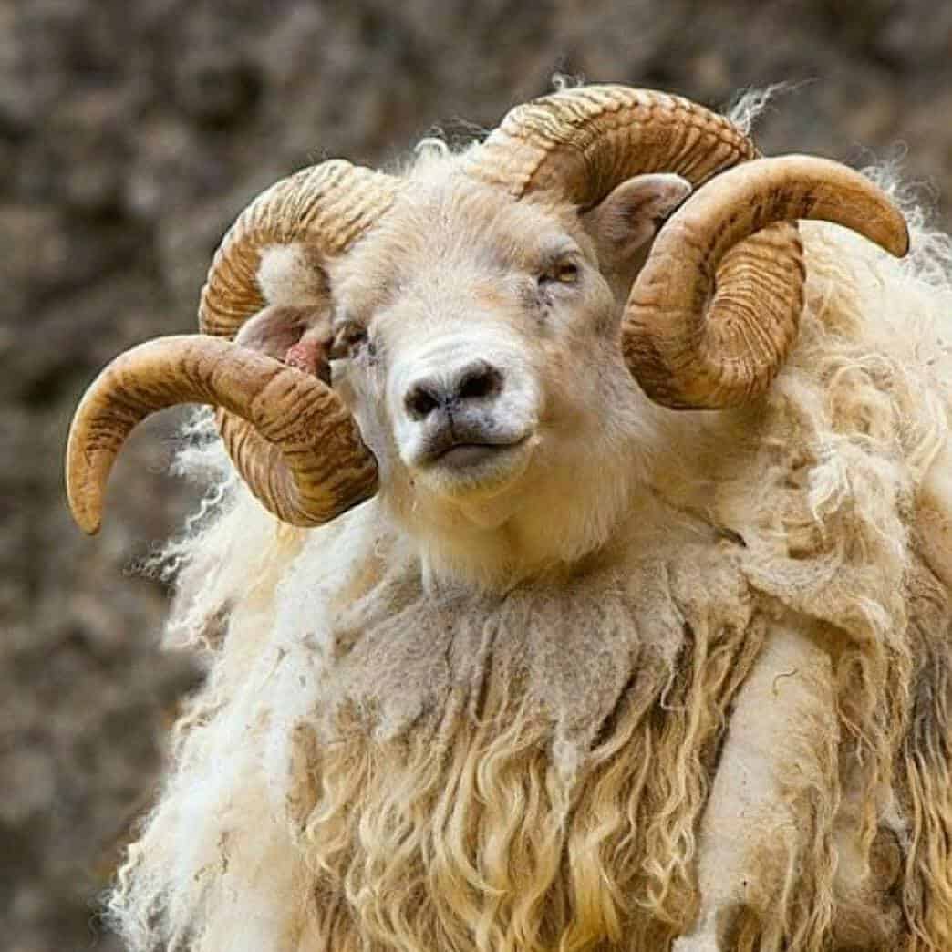 К чему снится овца