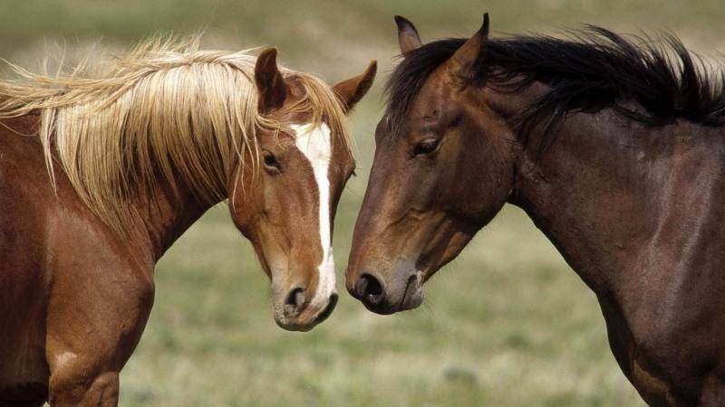 Масти лошадей:названия и фото
 | мои лошадки
