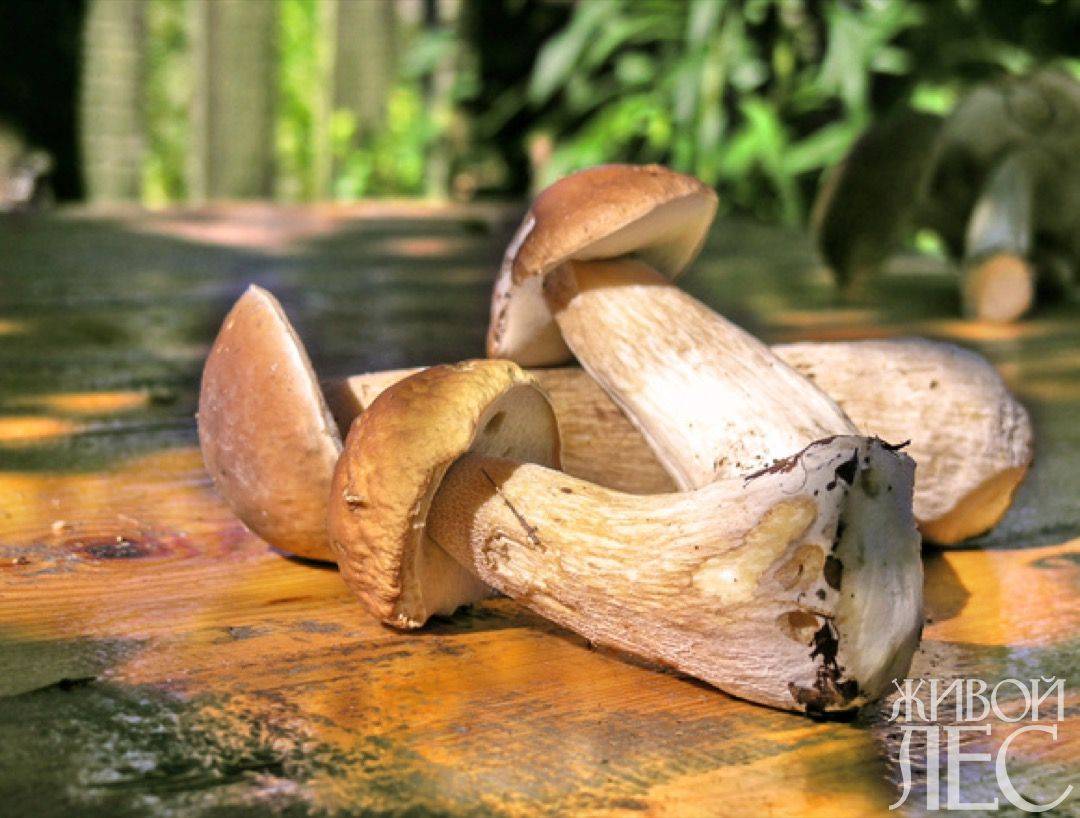 Ядовитые грибы – бледная поганка и ангел-разрушитель
