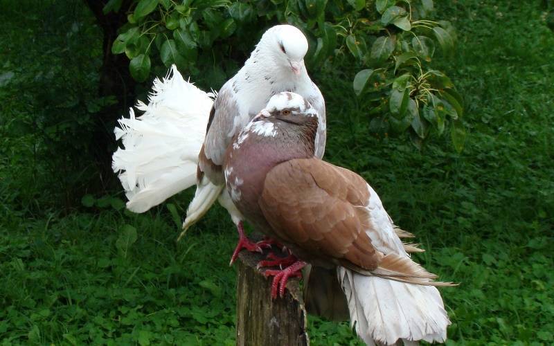 Бойные пернатые: описание турецкой породы голубей такла