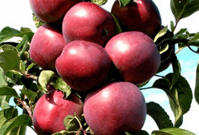 Колоновидные яблони - сорта с фото и описанием