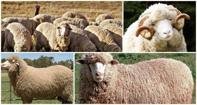 Овцы мериносы: характеристики породы, обзор подвидов