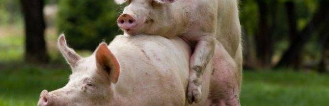 Признаки охоты и случка свиней: подробно о спаривании и случке свиней
