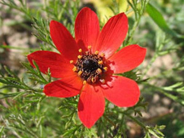 Узнайте о цветке адонисе и секретах выращивания его в домашнем саду