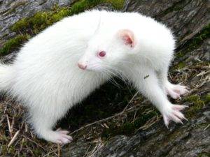 Белый хорек (альбинос): уход, фото, описание породы