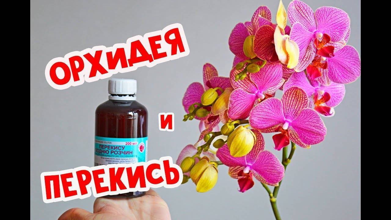 Фитолавин: инструкция по применению для растений, как использовать для орхидей, аналоги