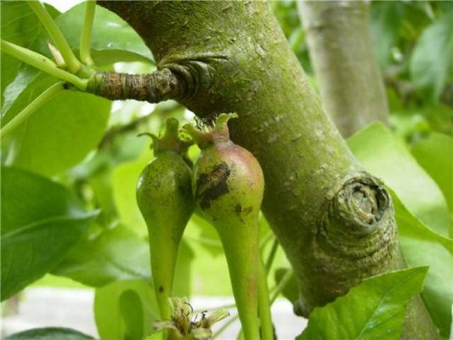 Парша на груше: как бороться с ней осенью и лечить дерево в другие времена года, как избавиться насовсем, фото проблемы selo.guru — интернет портал о сельском хозяйстве