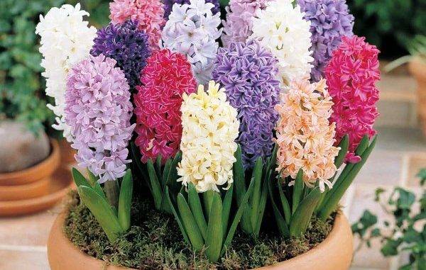 Гиацинт - посадка и уход, выгонка - как выращивать цветок в домашних условиях