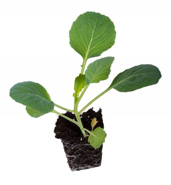 Как вырастить рассаду ранней капусты, чтобы она не вытягивалась?