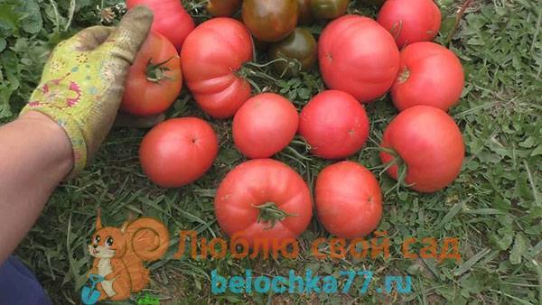 Всегда здоровый томат «царь петр»: описание сорта, фото поспевших плодов и уход за кустами