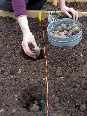 Посадка и уход за картофелем в открытом грунте: советы по окучиванию и поливу