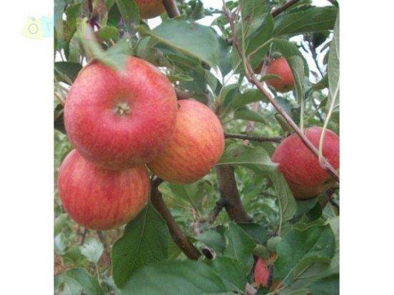 Яблоки сорта «фуджи»: фото, характеристика, достоинства и недостатки. особенности выращивания яблок  «фуджи»: уход
