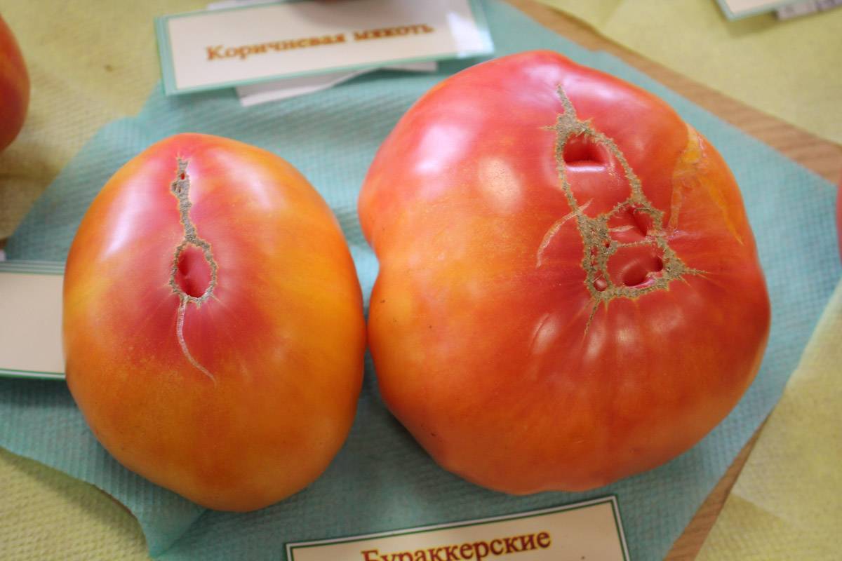 Томат бурракерские любимцы: характеристика и описание сорта, фото помидоров и отзывы об урожайности растения