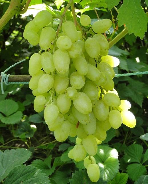 Виноград "зарница": описание сорта с фото и видео