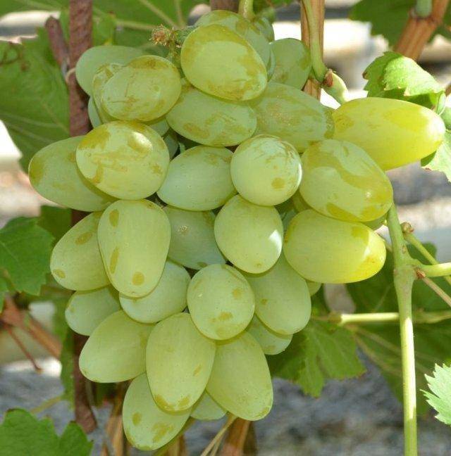 Виноград монарх: описание сорта с характеристикой и отзывами, особенности посадки и выращивания, фото