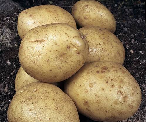Метеор: сверхранний высокоурожайный сорт картофеля