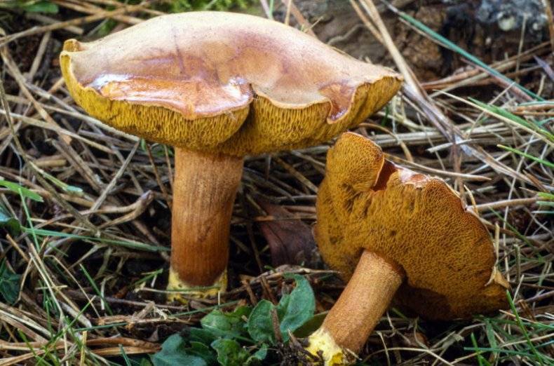 Перечный гриб (chalciporus piperatus) –  грибы сибири