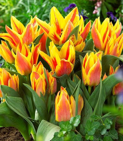 Тюльпан многоцветковый: описание сортов, посадка и уход