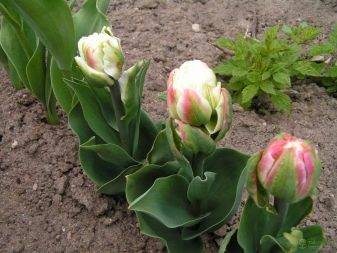 Необычные тюльпаны сорта пломбир