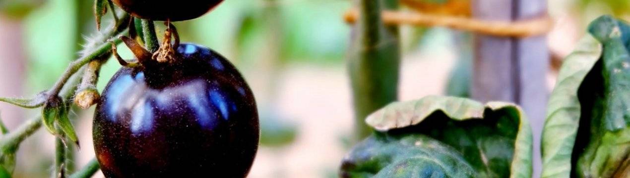 Томат с изумительным видом и неповторимым вкусом – черная гроздь f1. подробное описание и рекомендации
