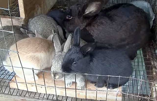 Откорм кроликов: выращивание и разведение мясной породы в домашних условиях