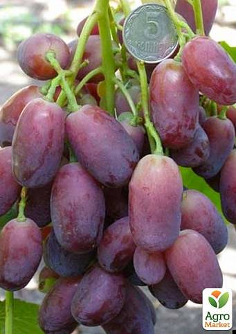 Описание винограда ягуар