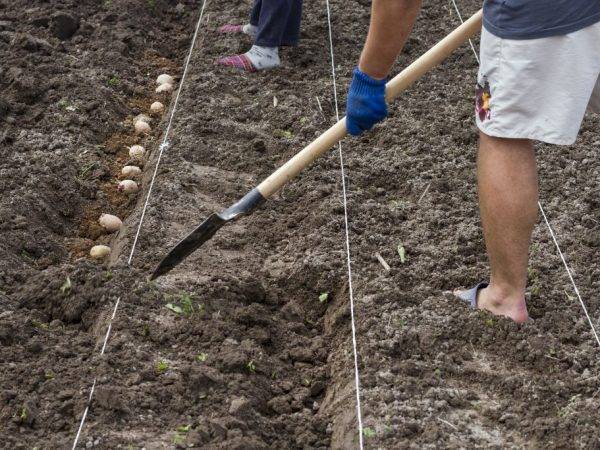 ᐉ схемы посадки картофеля – расстояния между рядами и ямками - roza-zanoza.ru