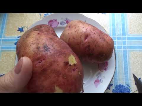 Картофеля сорт сильвана
