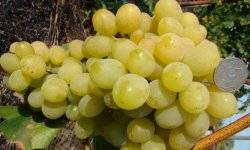 Ранний столовый сорт винограда — фрумоаса албэ - сорта винограда, столовые | описание, советы, отзывы, фото и видео
