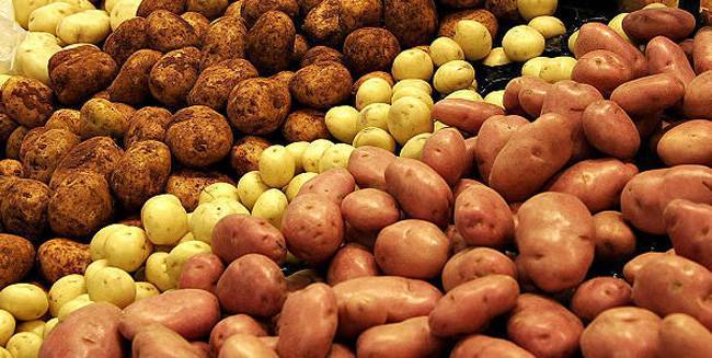 Сорт картофеля “манифест”