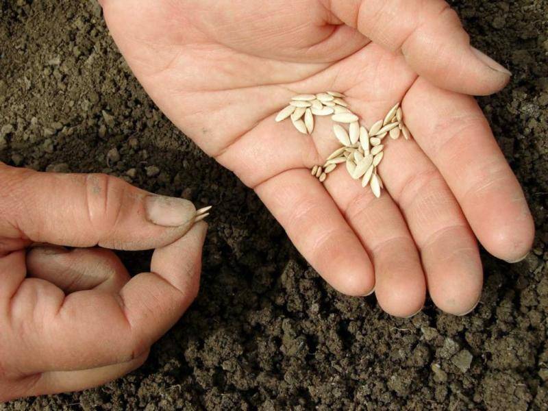 Замачивание семян огурцов перед посадкой - как правильно замочить