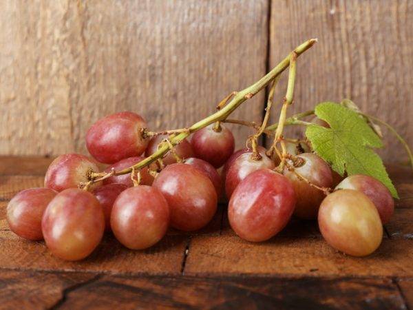 Виноград рута: описание сильнорослого растения, характеристика и нюансы ухода