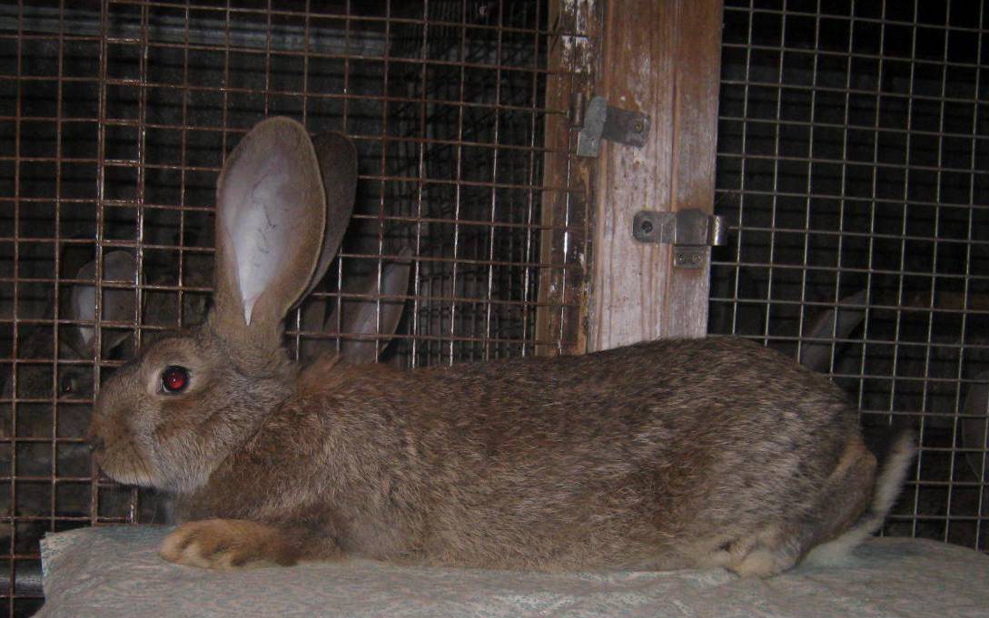 Обзор кроликов породы фландр, отзывы о них и фото
обзор кроликов породы фландр, отзывы о них и фото