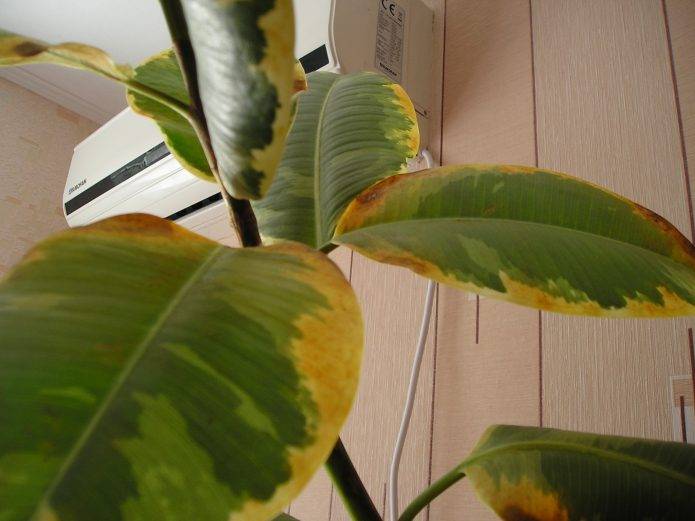Болезни и вредители: причины и лечение комнатных растений