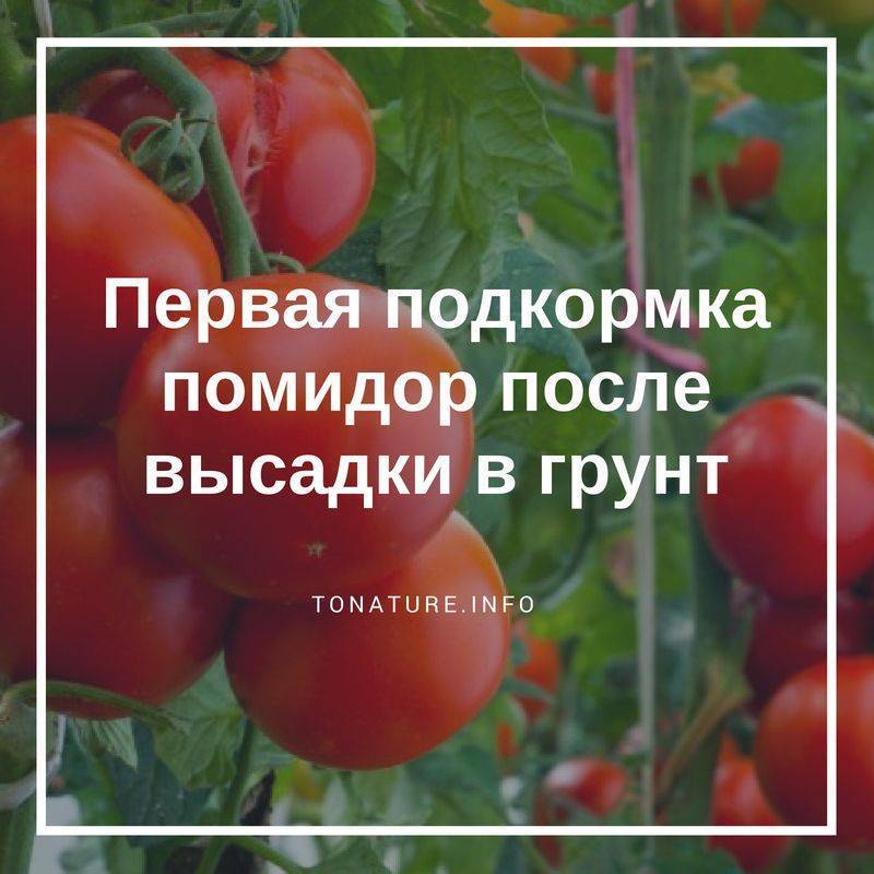Чем подкормить помидоры после высадки в грунт: нюансы первой подкормки, когда можно кормить и список лучших весенних удобрений