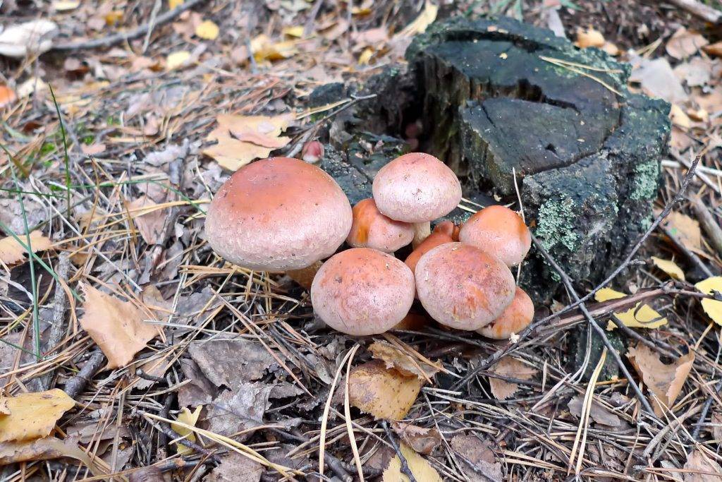 Рядовка желто-красная – гриб с целебными свойствами