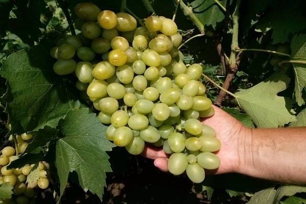 Виноград сорта супер-экстра (цитрин): особенности посадки и выращивание