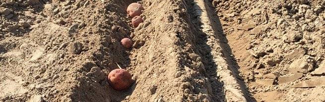 Выращивание картофеля: технология возделывания, условия посадки, тонкости ухода за овощем в открытом грунте и теплице, а также советы, как получить хороший урожай русский фермер