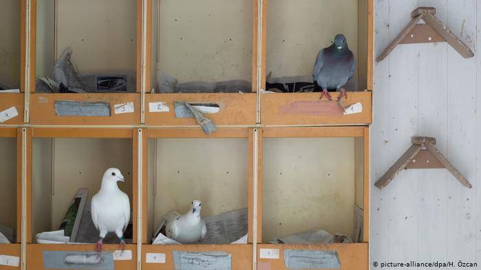 Чем кормить голубей? домашние голуби: содержание, уход