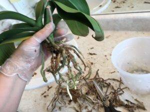 Как реанимировать орхидею без корней: можно ли отрастить их в домашних условиях, если остались только листья, что делать с вялой и плохой корневой системой?