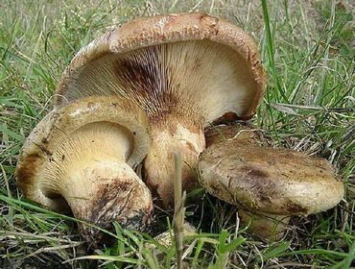 Свинушка Paxillus rubicundulus