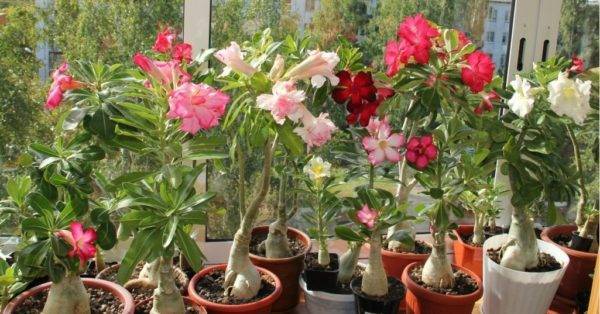 Выращиваем в домашних условиях розу пустыни — адениум