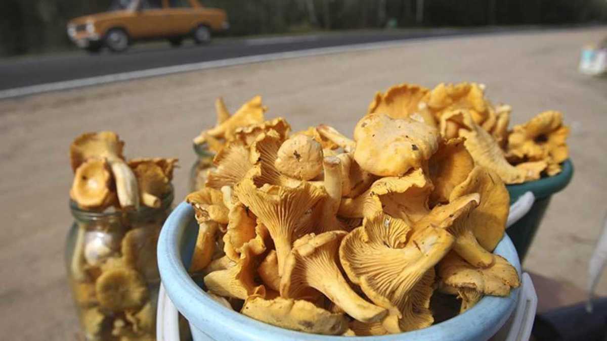 Нельзя собирать грибы у дороги: накапливают радиацию — selok.info