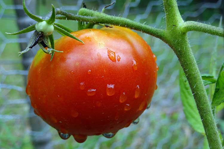 Как подкормить помидоры золой - как правильно подкармливаются томаты. эффективность природного удобрения и советы по обработке томатов народными методами (110 фото)