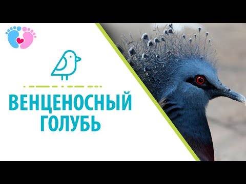 Венценосный голубь. образ жизни и среда обитания венценосного голубя | животный мир