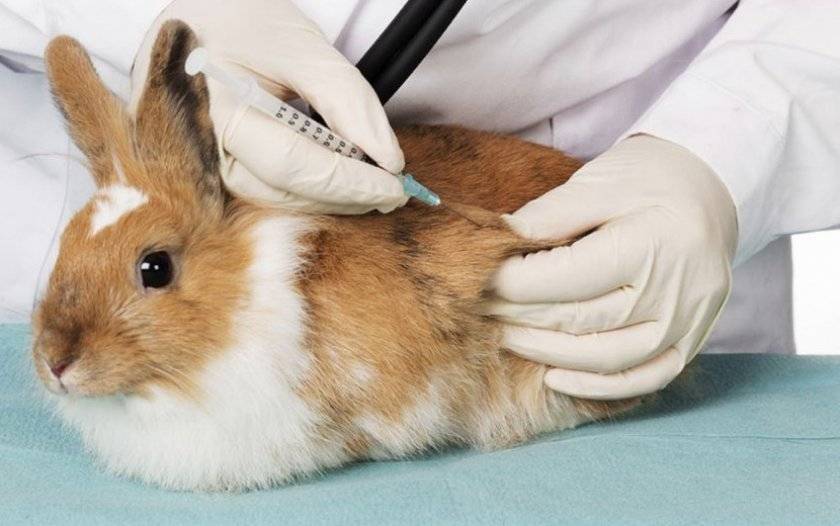 Вакцинация кроликов: какие и когда прививки делать в домашних условиях