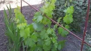 Шпалеры для винограда своими руками: чертежи, фото, видео