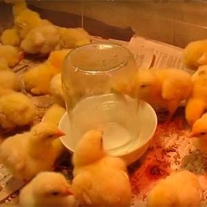 Правила выращивания цыплят несушек в домашних условиях
