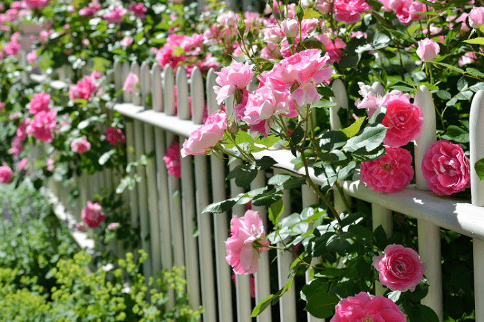 Как правильно ухаживать за розами весной